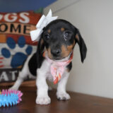 Chai Miniature Dachshund 02