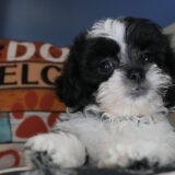 Chowder Shihpoo 02