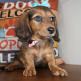 Dragofruit Miniature Dachshund 01