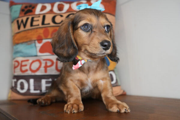 Dragofruit Miniature Dachshund 01