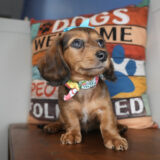 Dragofruit Miniature Dachshund 02