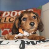 Gnocchi Miniature Dachshund 01