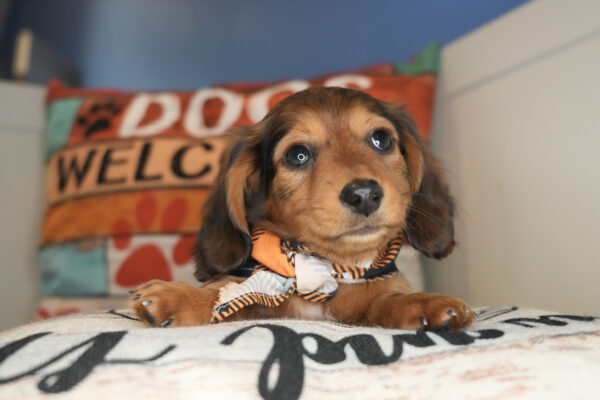 Gnocchi Miniature Dachshund 01