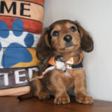 Gnocchi Miniature Dachshund 02