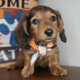 Gnocchi Miniature Dachshund 03