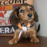 Gnocchi Miniature Dachshund 04