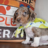 Gumbo Miniature Dachshund 03