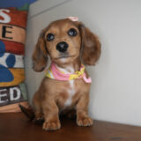 Honeydew Miniature Dachshund 01