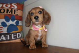 Honeydew Miniature Dachshund 01