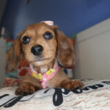 Honeydew Miniature Dachshund 02