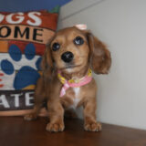 Honeydew Miniature Dachshund 03