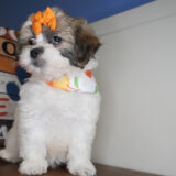 Huckleberry Shihpoo 02