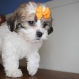 Huckleberry Shihpoo 04