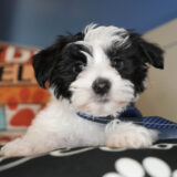 Ichabod Morkie 01