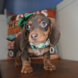 Panini Miniature Dachshund 01