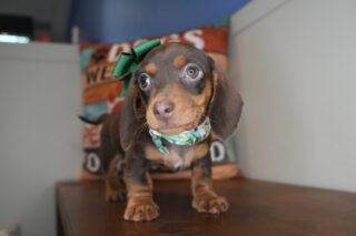 Panini Miniature Dachshund 01