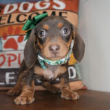 Panini Miniature Dachshund 02