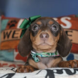 Panini Miniature Dachshund 03