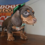 Panini Miniature Dachshund 04