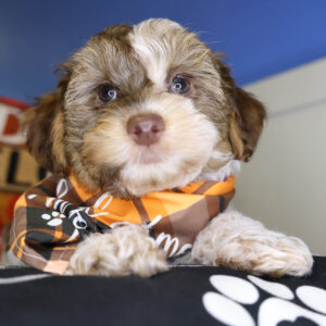 Paw Revere Yorkiepoo 01