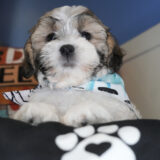 Pupperoni Shihpoo 01