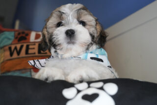 Pupperoni Shihpoo 01