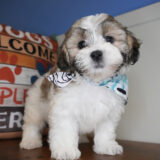 Pupperoni Shihpoo 03