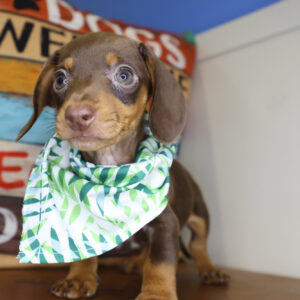 Qbert Miniature Dachshund 01