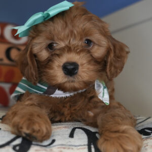 Salami Miniature Goldendoodle 01