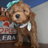 Salami Miniature Goldendoodle 02