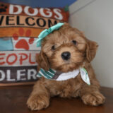 Salami Miniature Goldendoodle 03