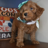 Salami Miniature Goldendoodle 04