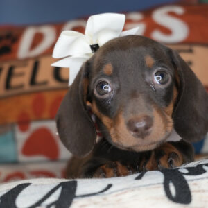 Schnitzel Miniature Dachshund 01