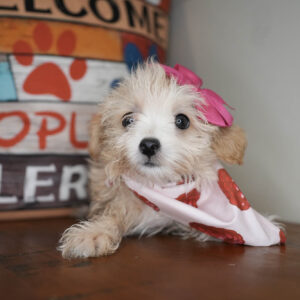 Seraphina Maltipoo 01