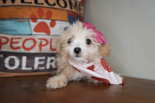 Seraphina Maltipoo 01