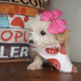 Seraphina Maltipoo 02