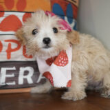 Seraphina Maltipoo 03