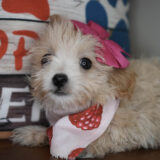 Seraphina Maltipoo 04