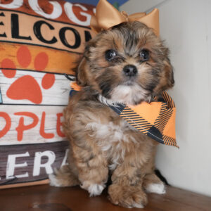 Shortcake Shihpoo 01