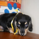 Aemon Miniature Dachshund 04