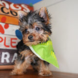 Arlo Yorkshire Terrier 01