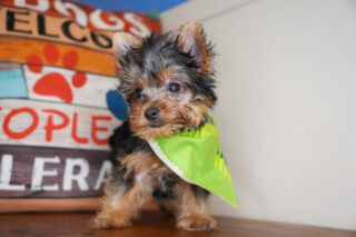 Arlo Yorkshire Terrier 01