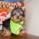 Arlo Yorkshire Terrier 03