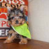 Arlo Yorkshire Terrier 04