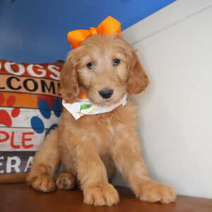 Astor Goldendoodle 01