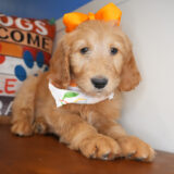 Astor Goldendoodle 02