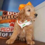 Astor Goldendoodle 03