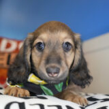 Balon Miniature Dachshund 03