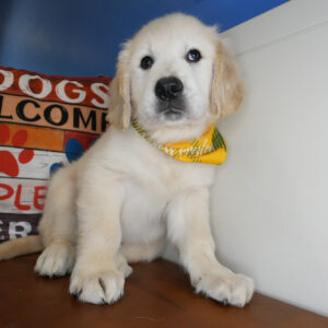 Benjen Golden Retriever 01