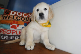 Benjen Golden Retriever 01